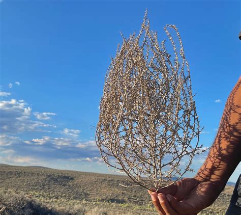 etsy tumbleweed